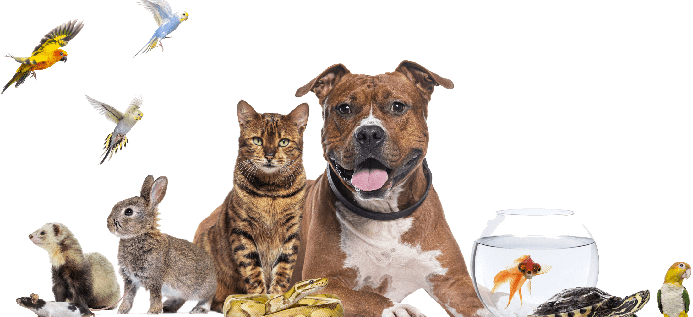 Various animals including dog, cat, birds, rabbit, ferret, and fish
